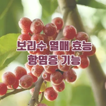 보리수 열매 부작용 증상 효능 관련 정보 총정리_15
