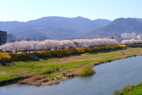 구례 서시천 가로수 길 벚꽃 사진