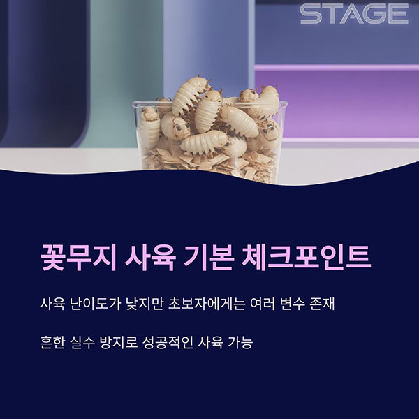 초보자가 자주 실수하는 꽃무지 키우기 핵심 체크