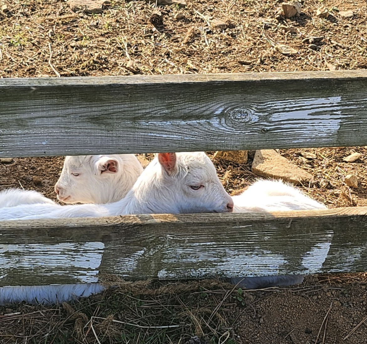 6시 내고향 남해양떼목장 양모리학교 산양유 체험