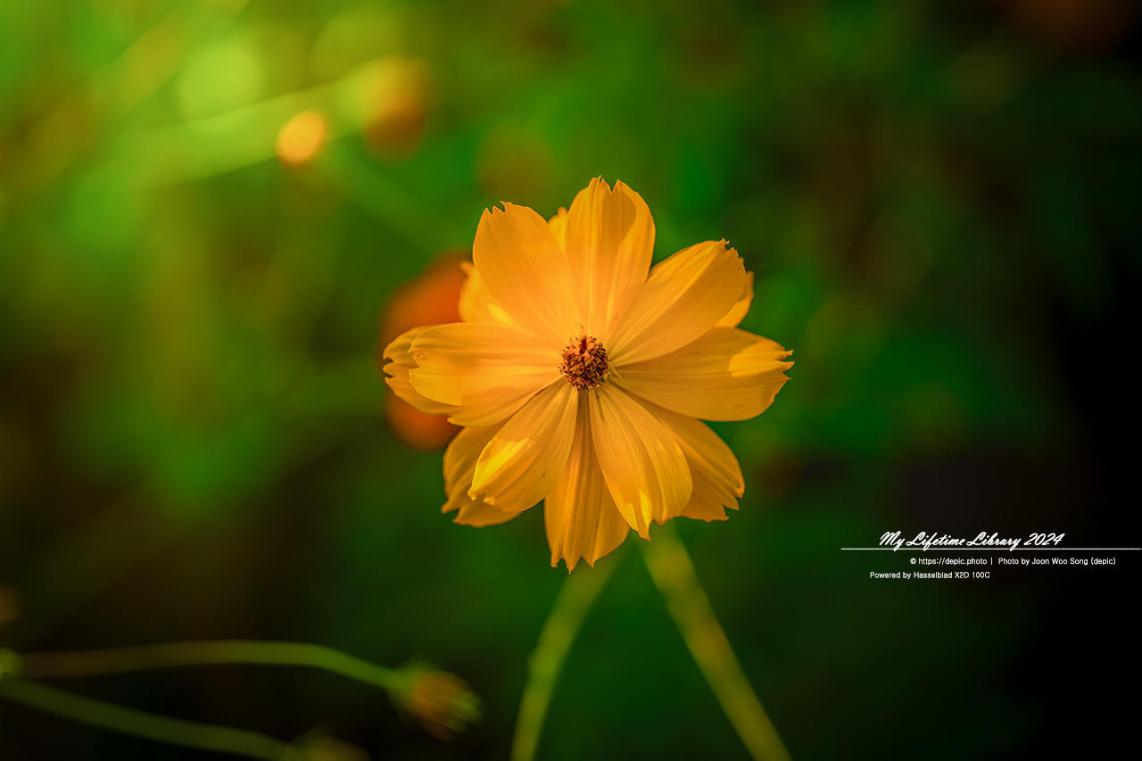 코스모스 가을 증평 농업기술센터