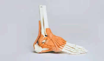 발바닥 통증 부위