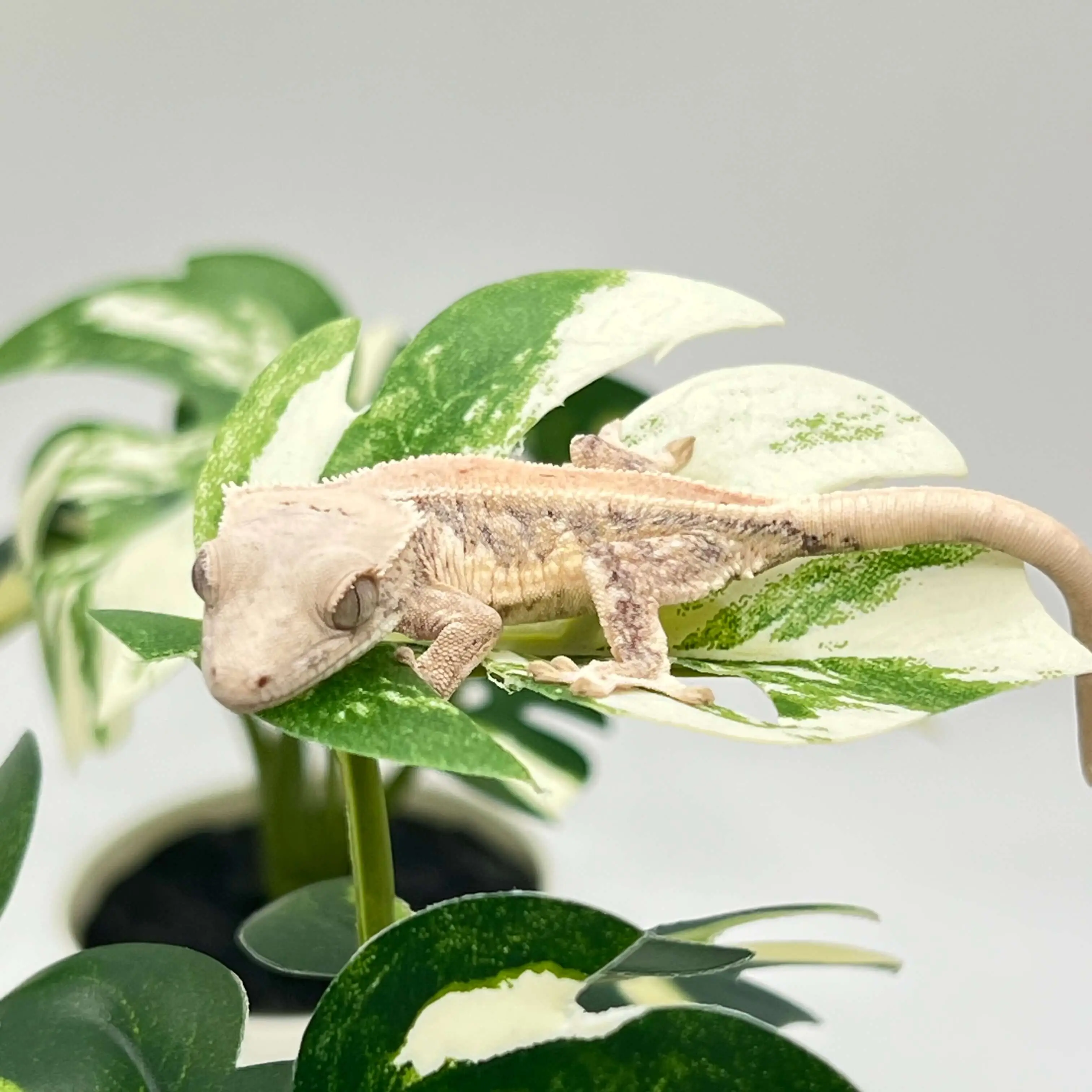 도마뱀 키우기 크래스티드 개코