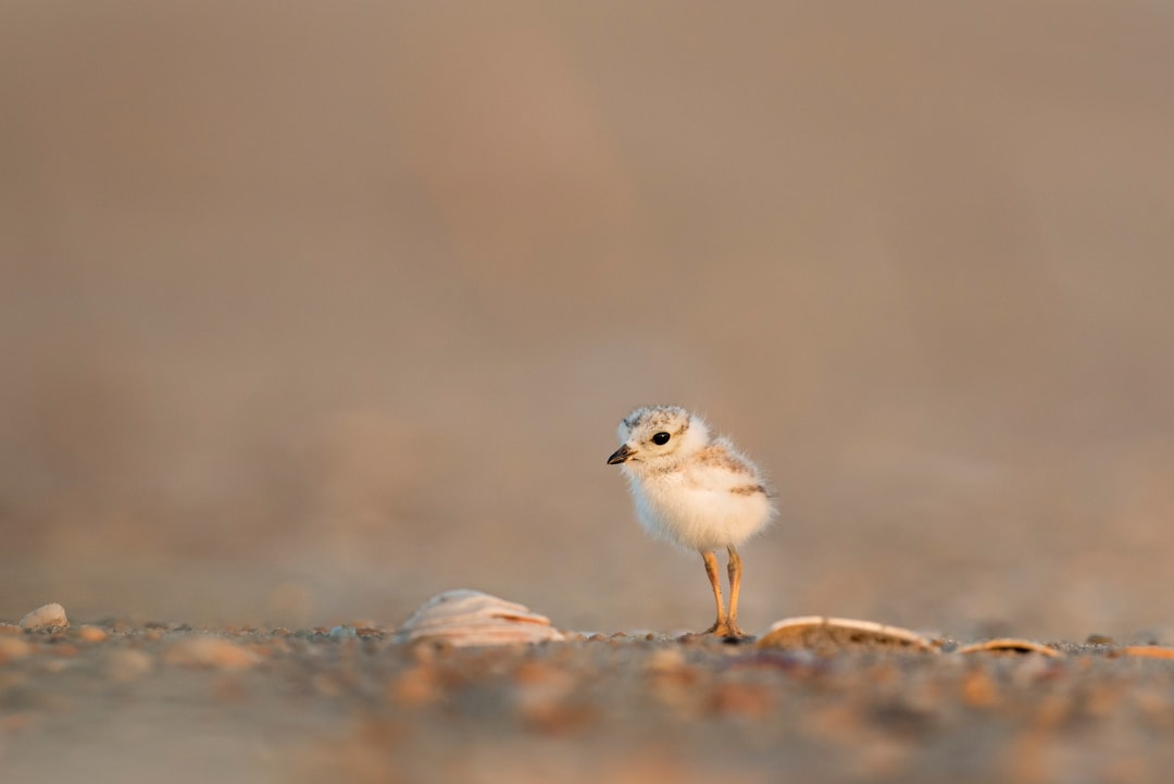 Chick