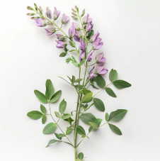 포천 허브아일랜드 라데봄축제