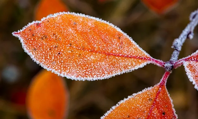 아로니아 먹는 가장 좋은 방법과 생 냉동 분말 활용 팁_5