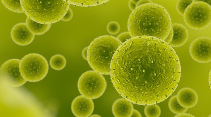 고양이 알레르기 알레르기 유발 식품.