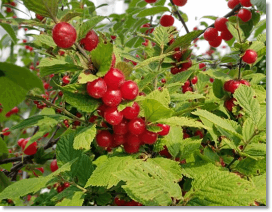 앵두 효능 및 영양 성분 먹는 법과 주의점