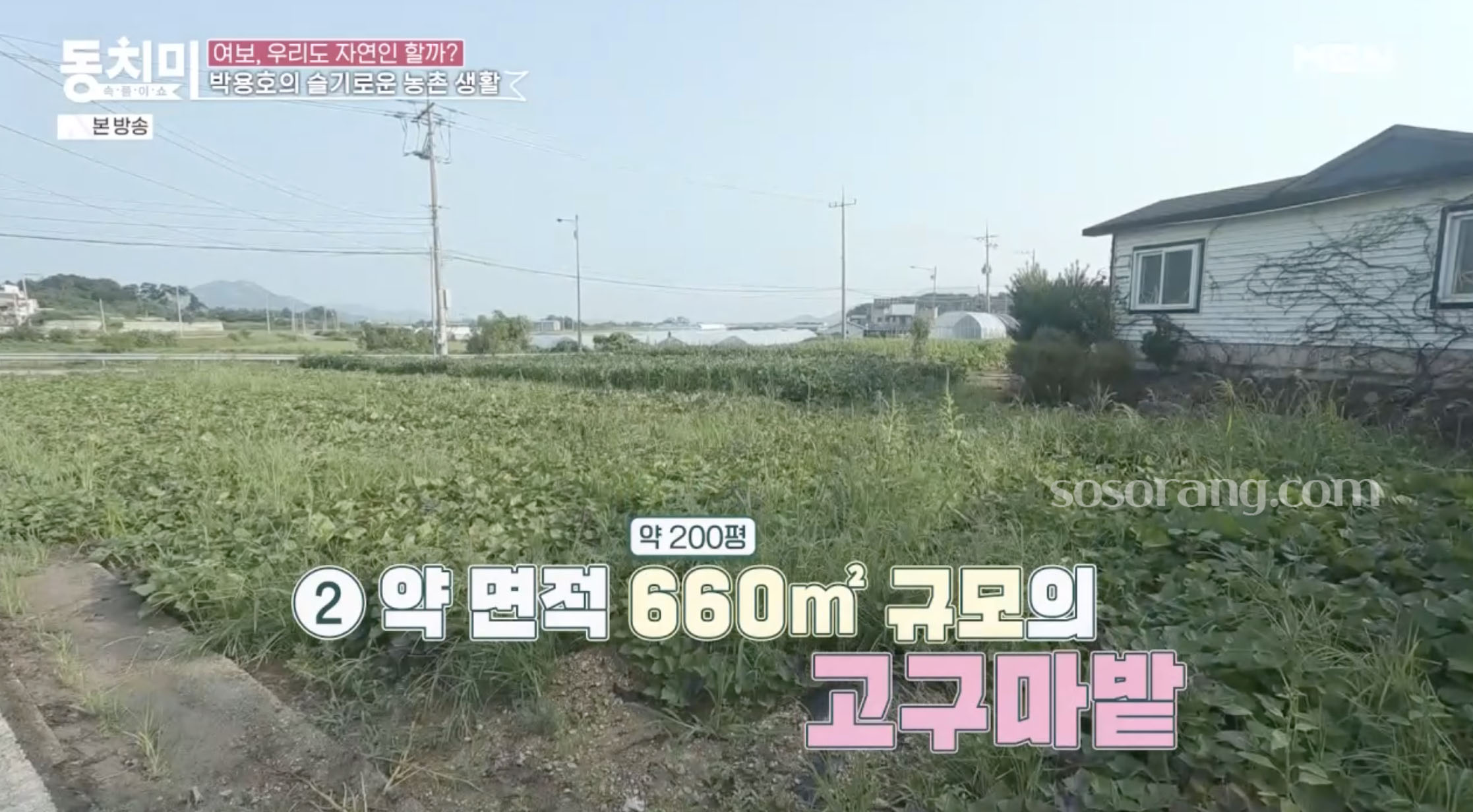 박용호 귀농 고구마밭 모습