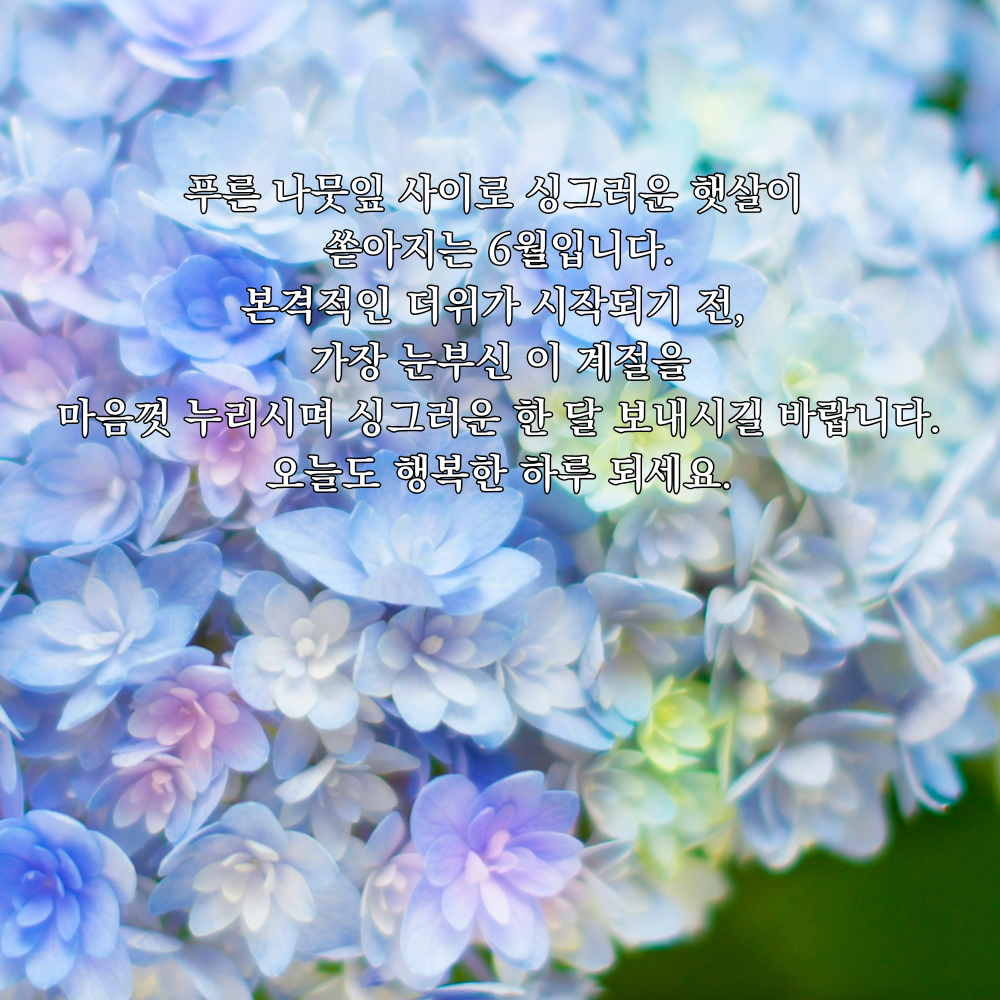 2026년 6월 인사말 문구 이미지 모음집 안부 인사 글귀