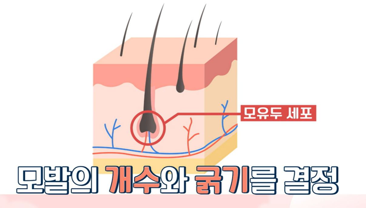 아누카사과 효능