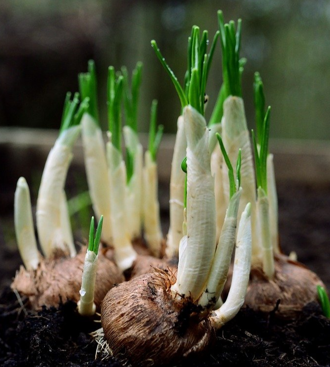 어린이를 위한 원예 교육 프로그램