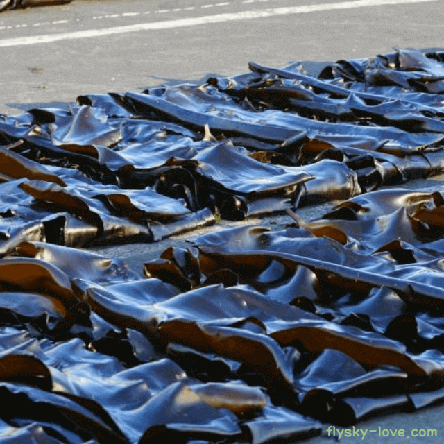 건조시키고 있는 다시마