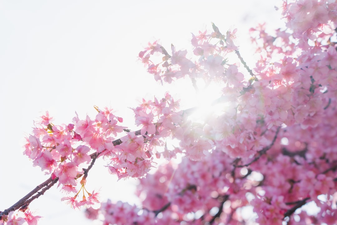 Cherry blossom.