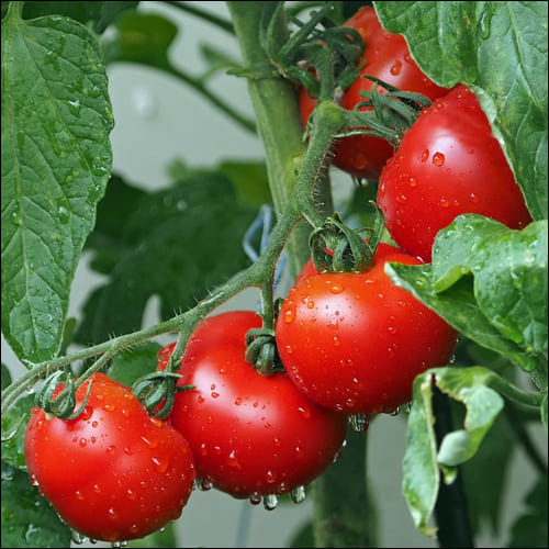 토마토가 가지에 매달린 모습