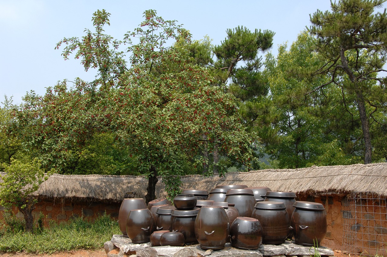칠보산의 보리수나무