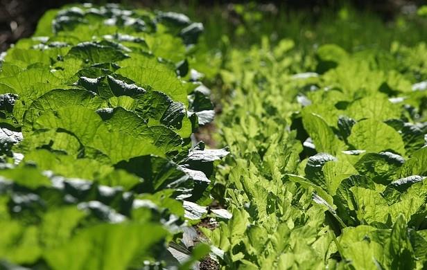 이마트 절임배추 사전예약