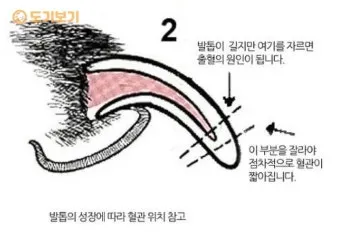 강아지 며느리발톱 그냥 둬도 괜찮을까 관리 제거 수술 총정리 정보모음_6