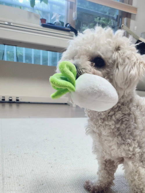 강아지 노즈워크 후기