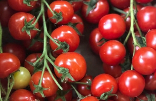 스테비아 방울토마토