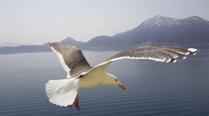 도야호수에서 만난 갈매기