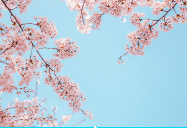 벚꽃