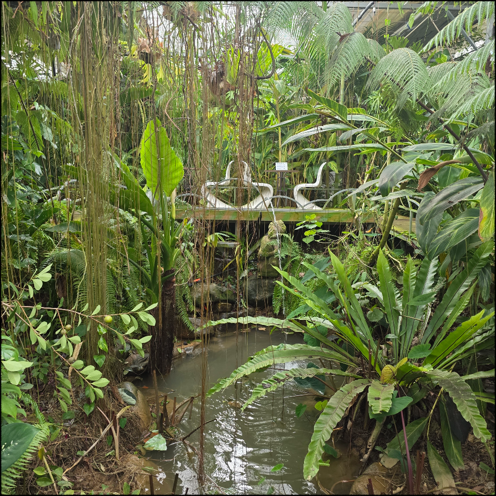 Forest-like nursery with lush green plants and trees