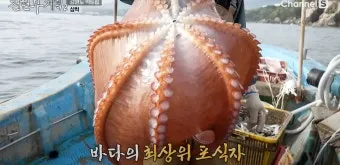 전현무계획2 문어숙회 수제비 골뱅이 맛집 위치 안내_13