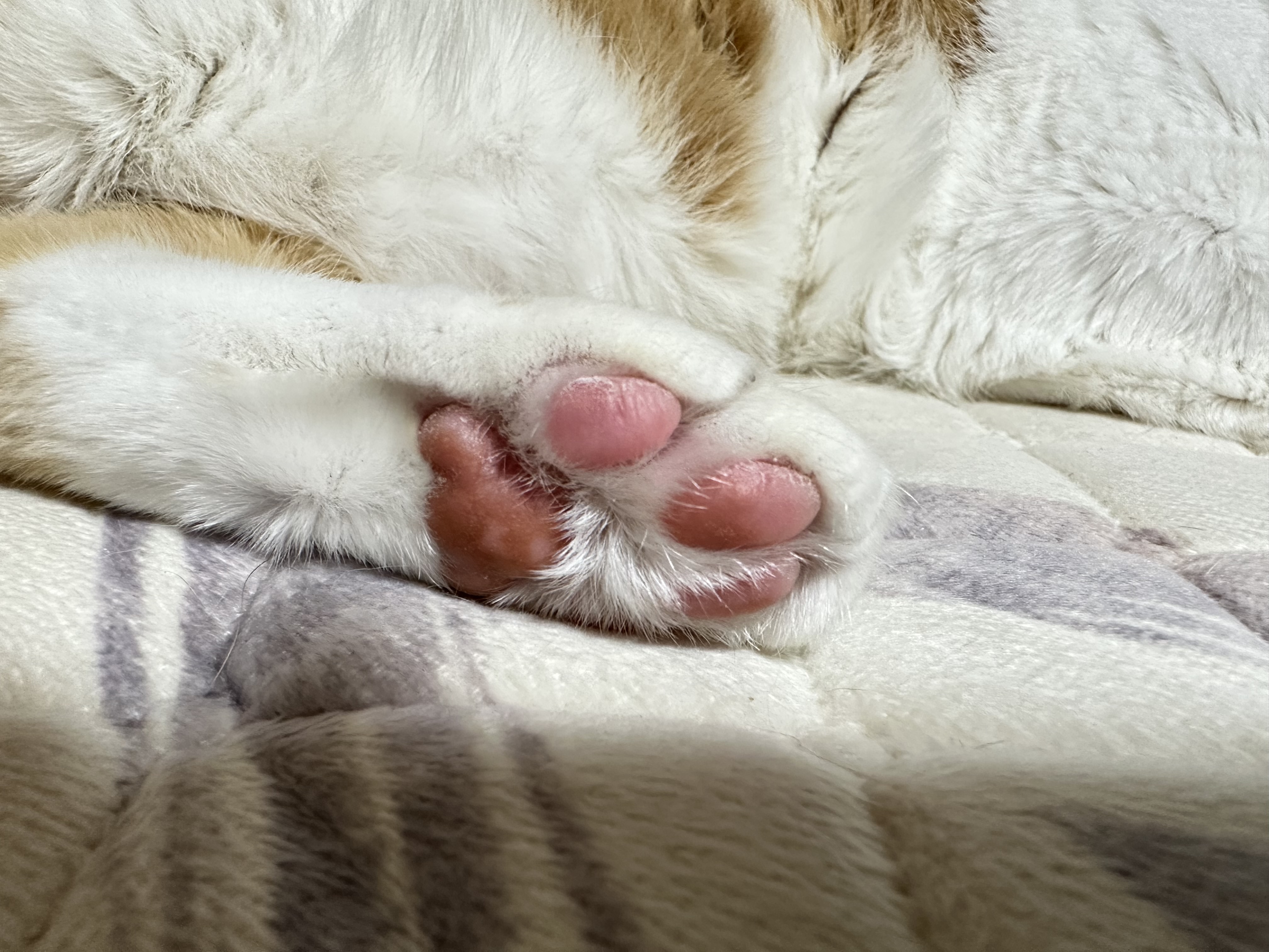 보면 힐링되는 사이좋은 치즈형제들