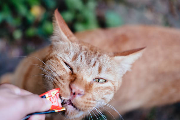 고양이에게 간식을 주는 적절한 빈도