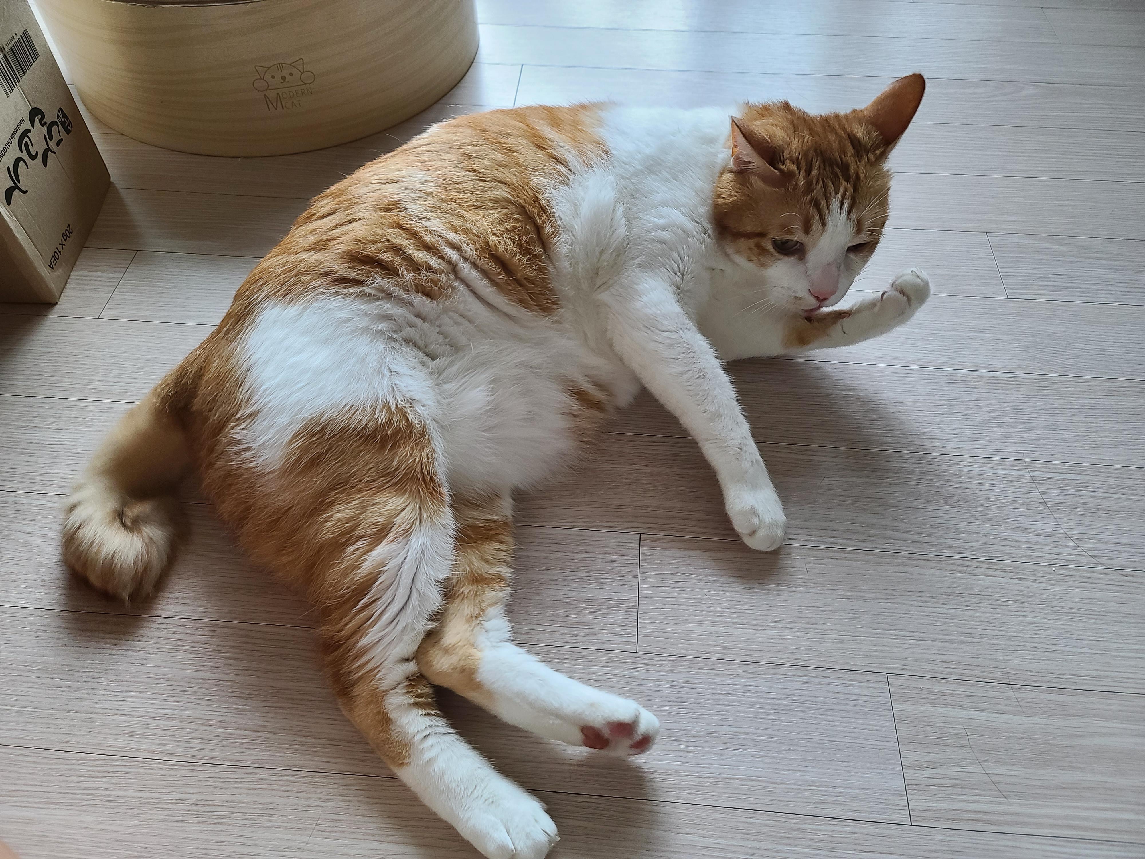 병원 다녀온 후 아픈 막둥이. 고양이+스트레스=아픔! 예민한 고양이.