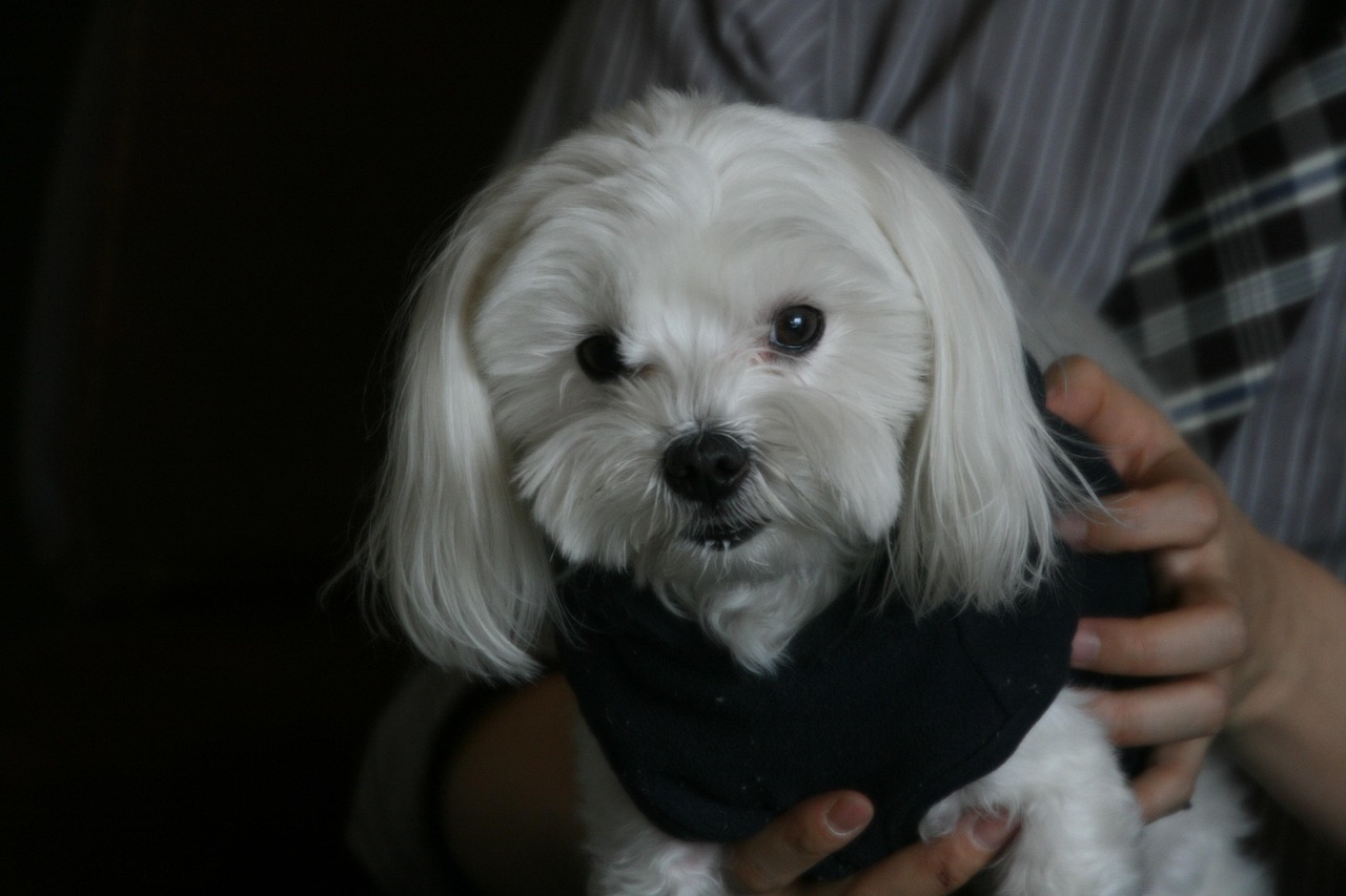 남자에게 안겨있는 흰 말티즈
