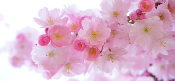 2025 진해 군항제 일정 및 벚꽃 축제