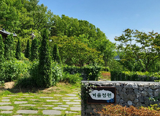 대구 이현공원 샤스타데이지