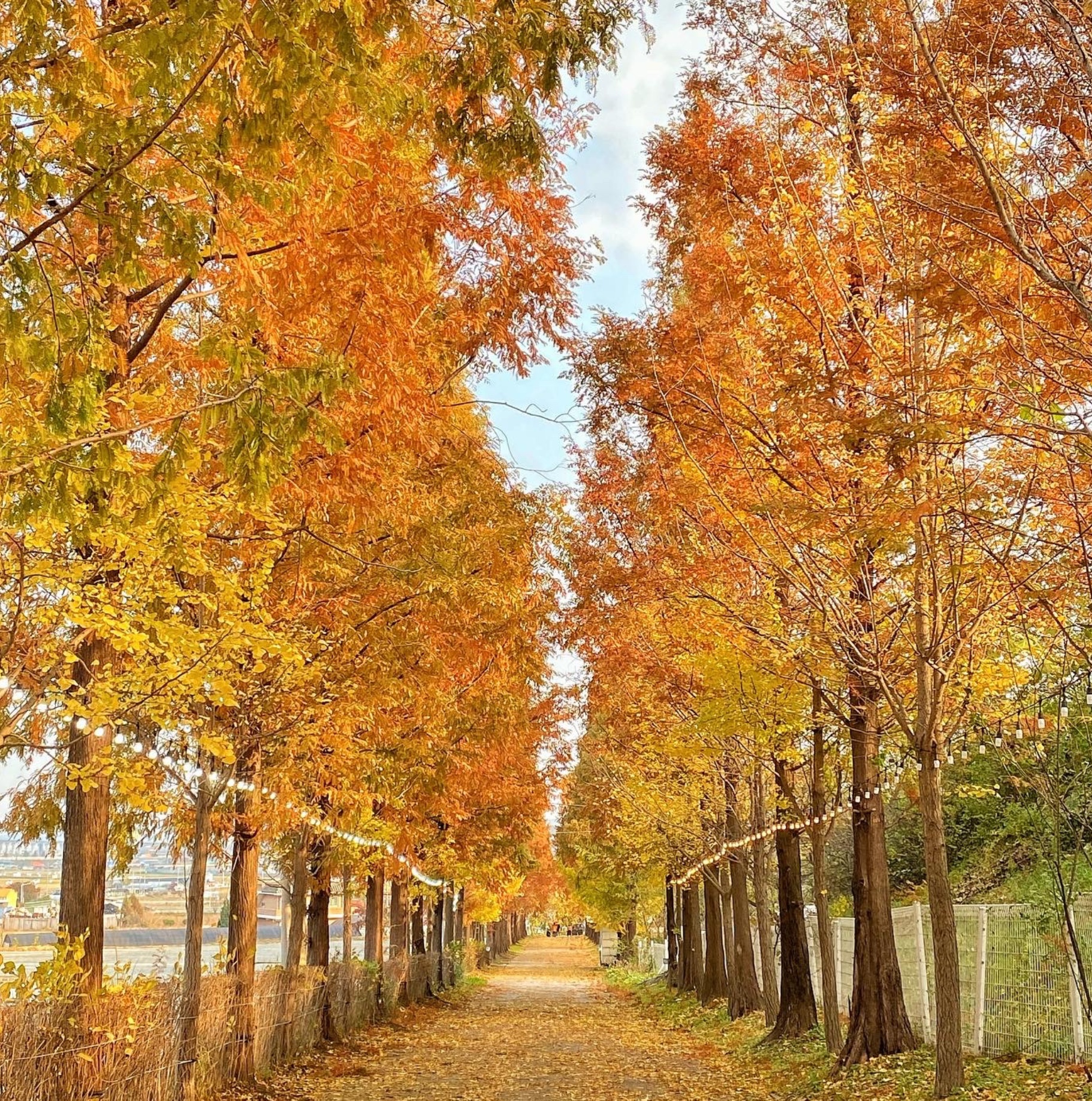 아산 피나클랜드 &mdash; 가을 정취가 물드는 자연 속 힐링정원