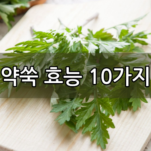 약쑥 효능