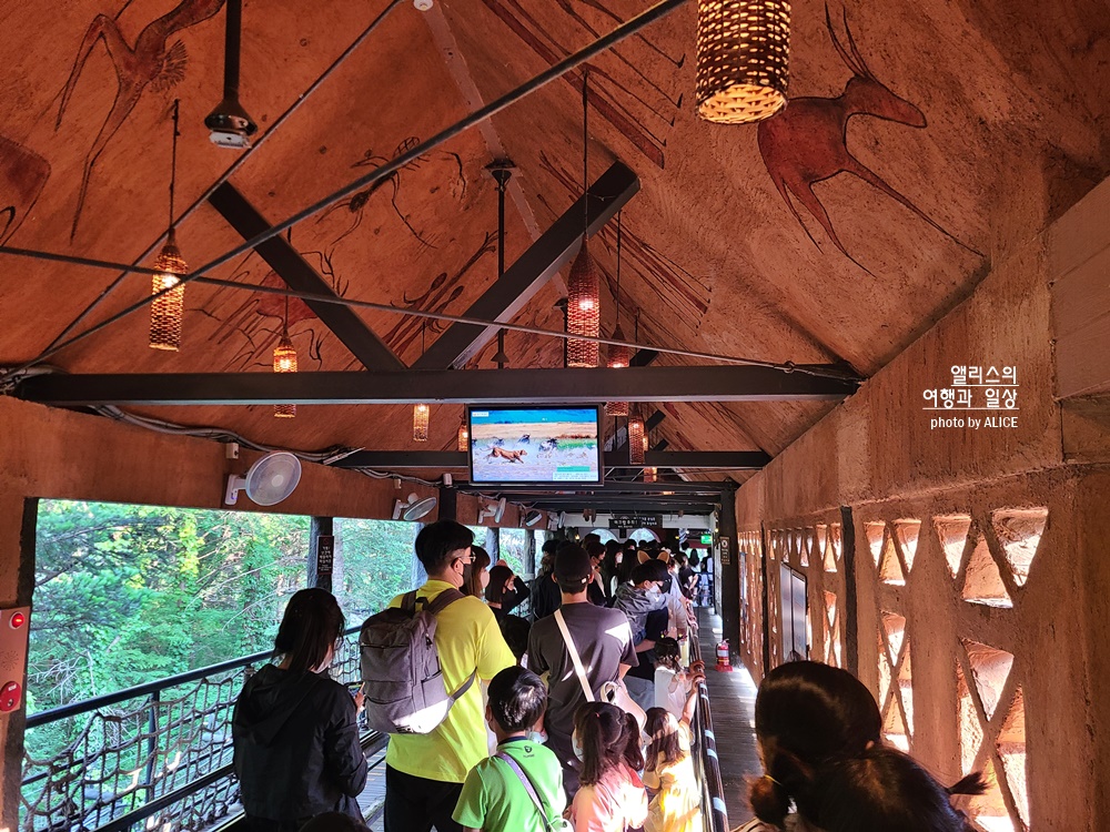 에버랜드 사파리 월드 꿀팁 (예약, 트램 좌석), 자유이용권 할인