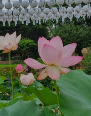 봉은사