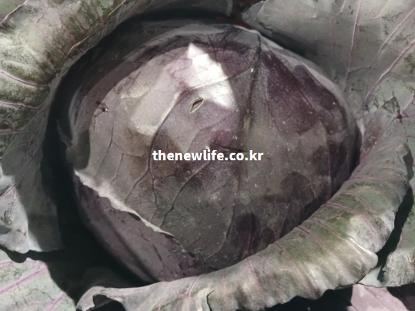 안구 건조증과 야맹증 개선 효능을 가진 성분이 풍부하여 잎이 보라색으로 꽉 찬 신선한 적양배추