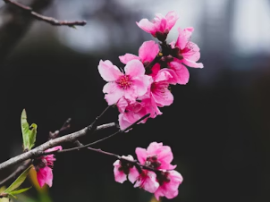 경주 보문단지 벚꽃 실시간 CCTV 확인 사이트