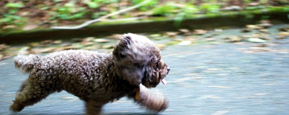강아지 피부 가려움 25