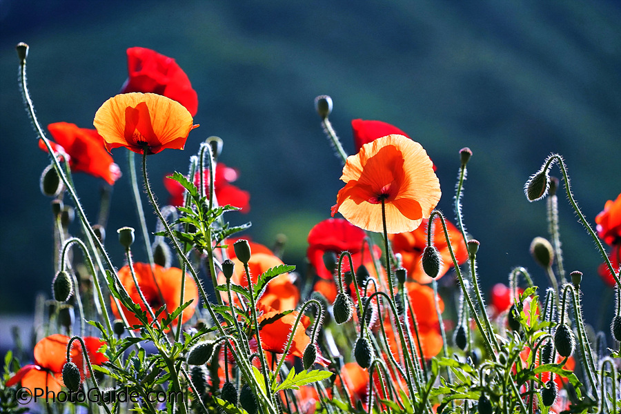 양귀비포토-양귀비꽃사진-PhotoGuide.com-포토가이드