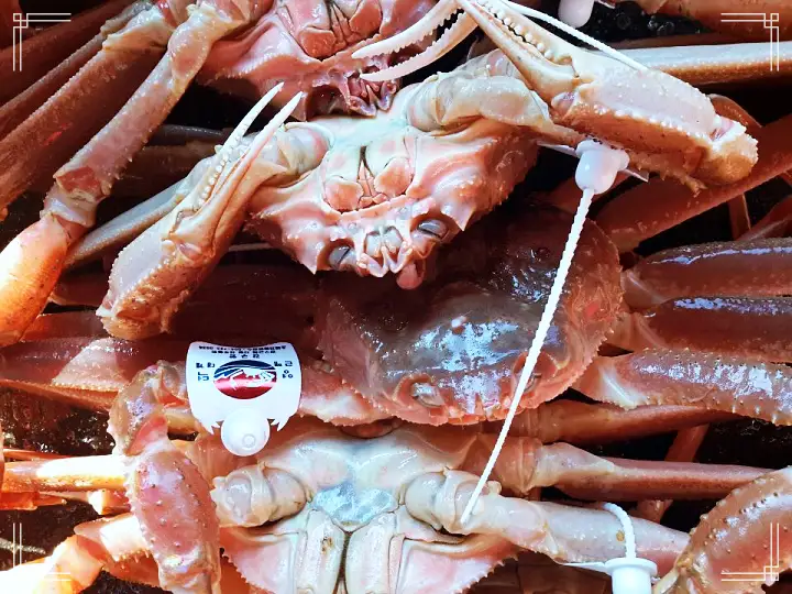 영덕 대게 홍게 활어회 문어숙회 물회 해상공원 옆 오션 바다 뷰 횟집 영덕 강구 맛집