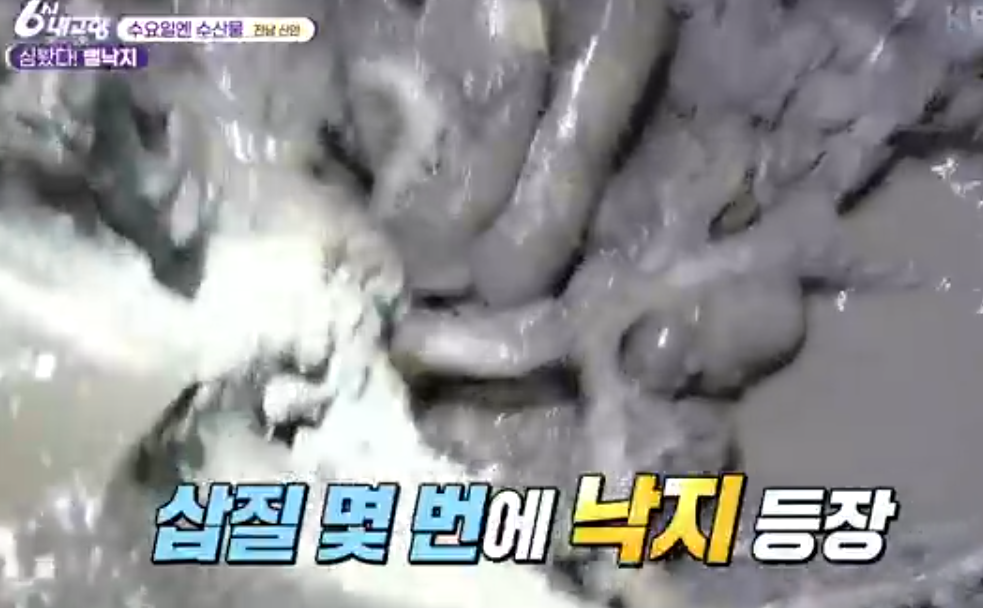 신안 뻘낙지