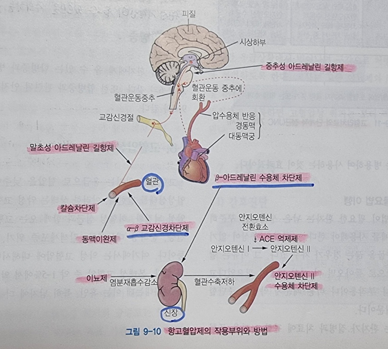 항고혈압제의 작용부위와 방법
