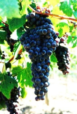 네비올로(Nebbiolo)