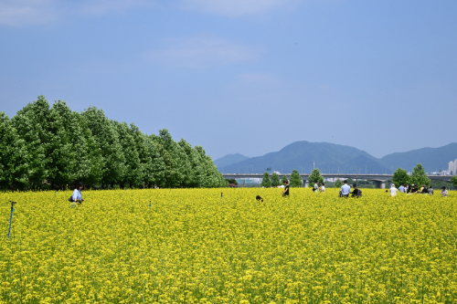 전국 유채꽃 명소 BEST5, 제주·부산·창녕·고창·구리 개화시기·축제일정