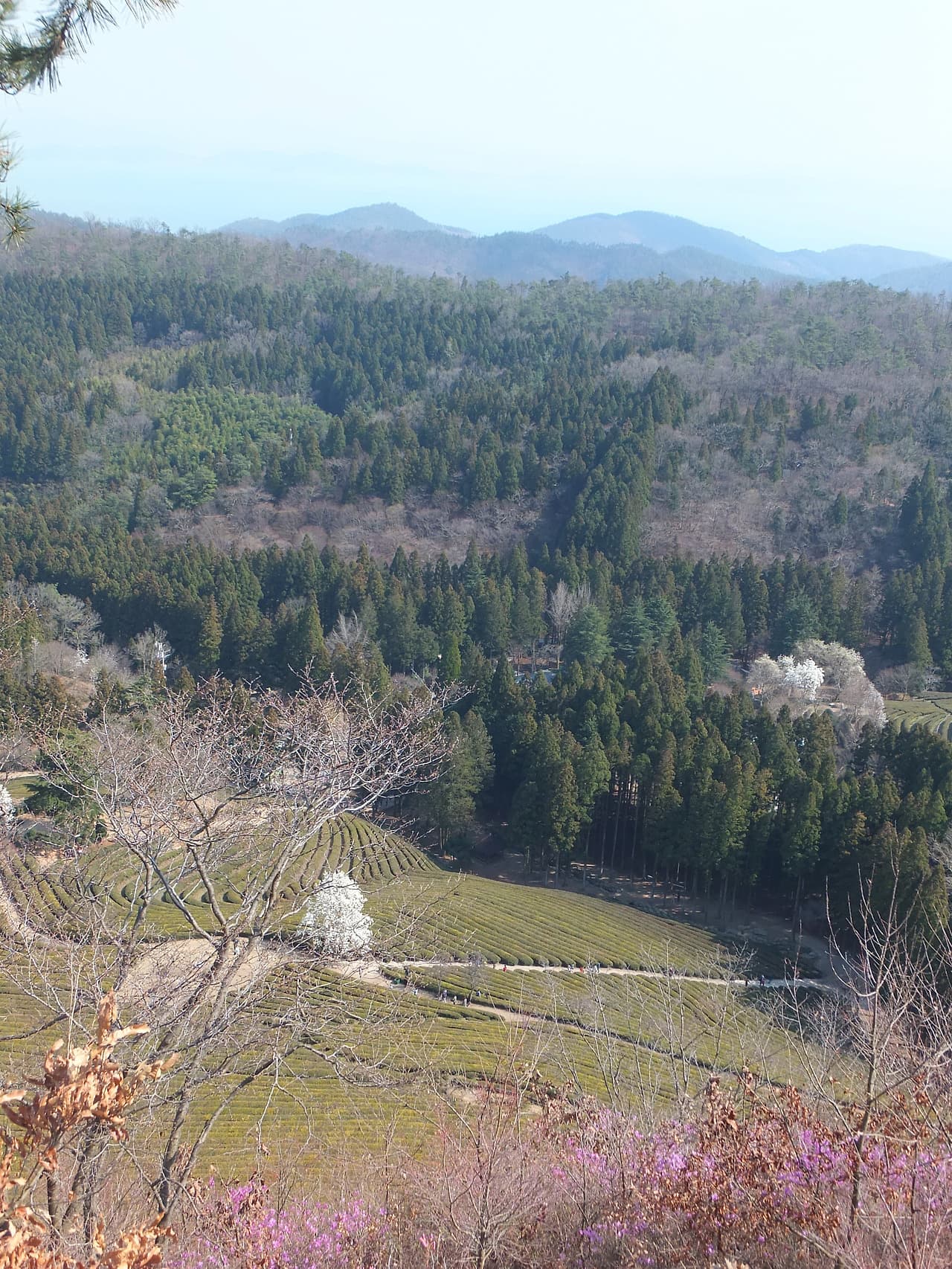 대한다원 풍경과 만발한 진달래