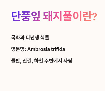 단풍잎 돼지풀이란?