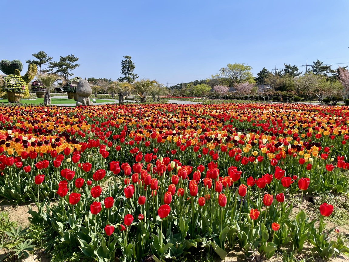 2025 태안 봄꽃 정원 기본정보